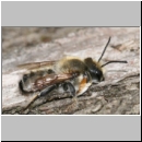 Megachile willughbiella - Blattschneiderbiene m01a 11mm.jpg